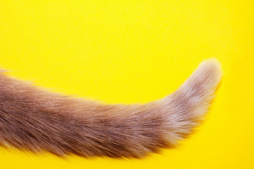 The tip of a red cat's tail on a yellow background.